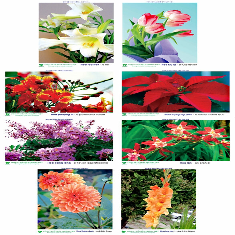 Tranh các loại hoa cho bé DK 090-24