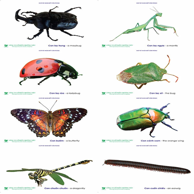 Tranh các loại côn trùng cho bé DK 090-20