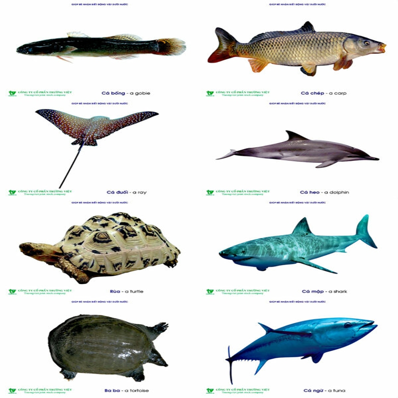 Tranh động vật sống dưới nước cho bé DK 090-18